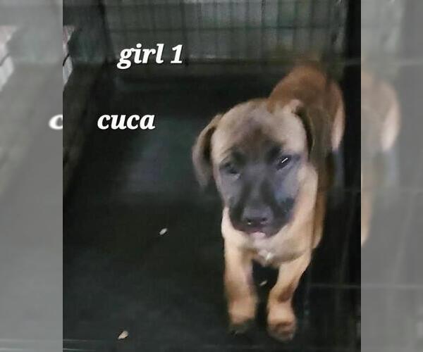 Medium Photo #2 Mutt Puppy For Sale in Rootstown, OH, USA