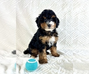 Miniature Bernedoodle Puppy for sale in GREENFIELD, IN, USA