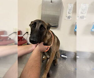 Mutt Dogs for adoption in Sacramento, CA, USA