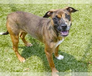 American Pit Bull Terrier-Unknown Mix Dogs for adoption in Tallahassee, FL, USA