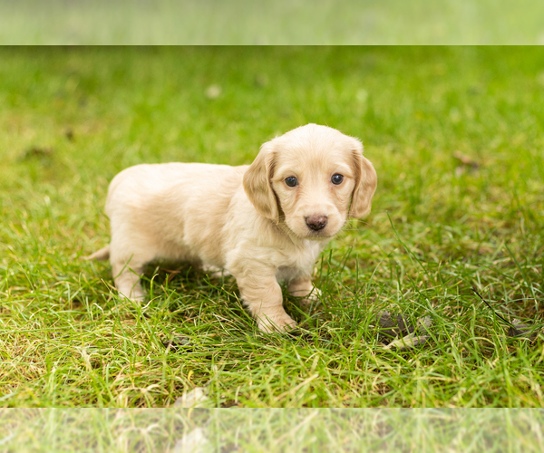 Medium Photo #1 Dachshund Puppy For Sale in MILFORD, IN, USA