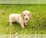 Litter of 5 - Male(s) and Female(s) DachshundLitter of Puppies for Sale - Small photo
