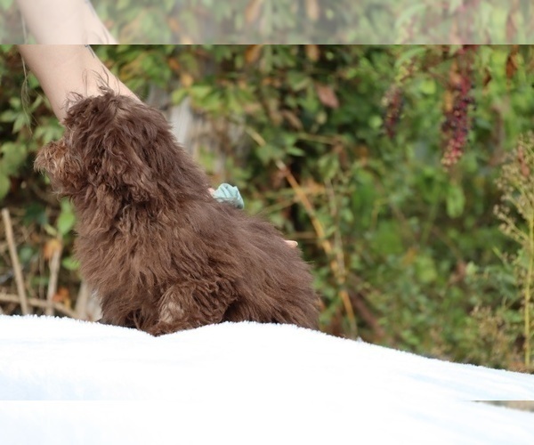 Medium Photo #43 ShihPoo Puppy For Sale in DYERSBURG, TN, USA