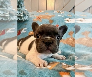 French Bulldog Puppy for sale in NEW LONDON, NC, USA