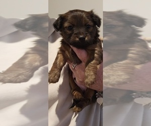 Chiweenie Puppy for sale in MURFREESBORO, TN, USA