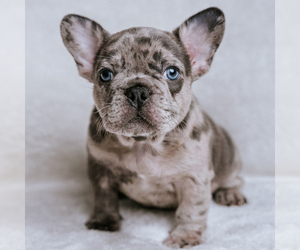 French Bulldog Puppy for Sale in DOUGLASVILLE, Georgia USA