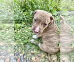 Small American Bandogge mastiff