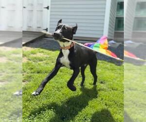 Labrador Retriever-Unknown Mix Dogs for adoption in Boston, MA, USA