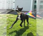 Small Labrador Retriever Mix