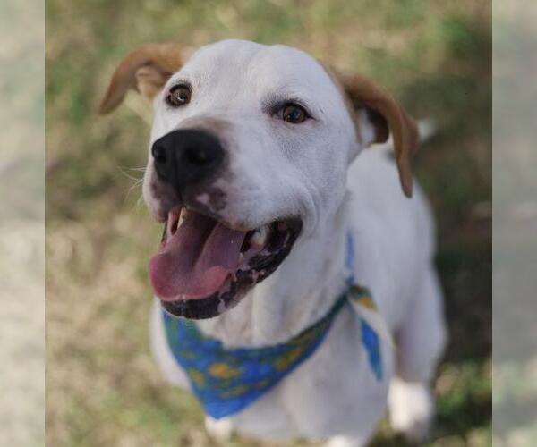 Medium Photo #1 American Staffordshire Terrier-Labrador Retriever Mix Puppy For Sale in San Antonio, TX, USA