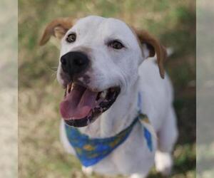 American Staffordshire Terrier-Labrador Retriever Mix Dogs for adoption in San Antonio, TX, USA