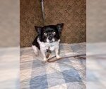 Small Photo #2 Chihuahua Puppy For Sale in Poplar Bluff, MO, USA