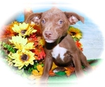 Small Photo #2 Jack-Rat Terrier-Labrador Retriever Mix Puppy For Sale in HAMMOND, IN, USA