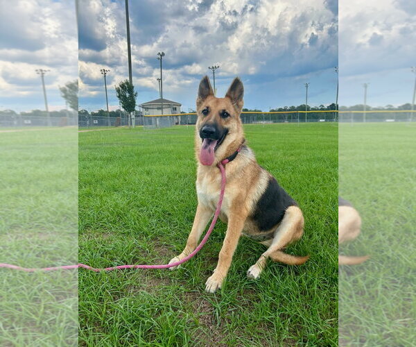 Medium Photo #1 German Shepherd Dog Puppy For Sale in Monticello, MS, USA
