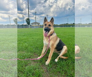 German Shepherd Dog Dogs for adoption in Monticello, MS, USA