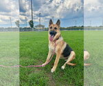 Small German Shepherd Dog
