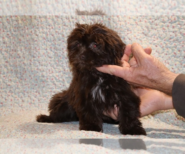 Medium Photo #11 ShihPoo Puppy For Sale in DYERSBURG, TN, USA