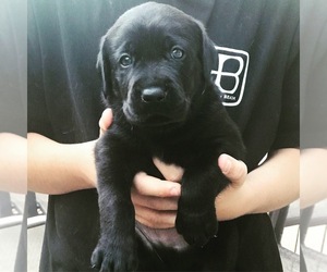 Labrador Retriever Puppy for sale in SUTTER CREEK, CA, USA