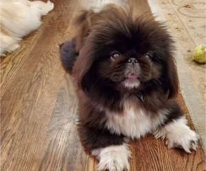 Father of the Pekingese puppies born on 12/17/2021