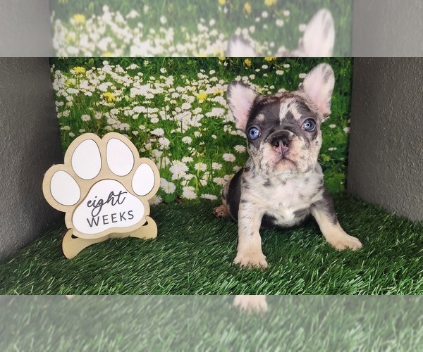 Medium Photo #1 French Bulldog Puppy For Sale in MARYVILLE, TN, USA