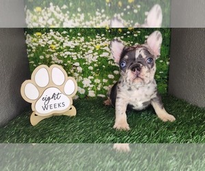 French Bulldog Puppy for sale in MARYVILLE, TN, USA