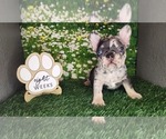 Small French Bulldog