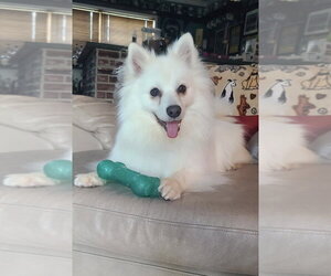 American Eskimo Dog Dogs for adoption in Pikesville, MD, USA