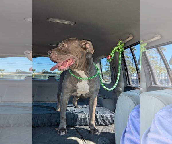 Medium Photo #2 Mutt Puppy For Sale in El Centro, CA, USA