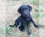 Puppy Black female 4 Labrador Retriever