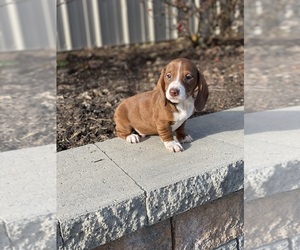 Dachshund Puppy for sale in CANOGA, NY, USA