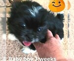 Puppy 1 Mi-Ki-Shinese Mix