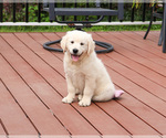 Small #10 English Cream Golden Retriever