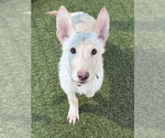 Small #2 Siberian Husky Mix