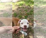 Small #4 Olde English Bulldogge
