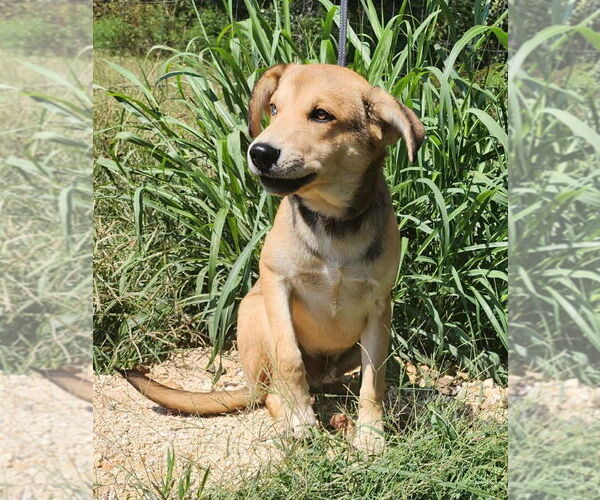 Medium Photo #2 Mutt Puppy For Sale in Canton, CT, USA