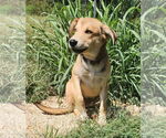 Small #1 Mutt