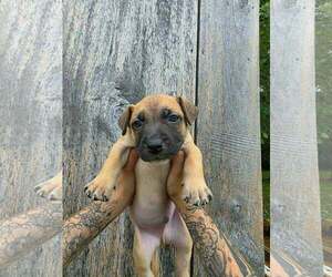 American Pit Bull Terrier-American Staffordshire Terrier Mix Dogs for adoption in Frankenmuth, MI, USA