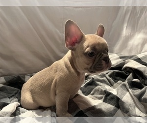 Medium French Bulldog