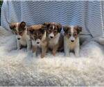 Small #1 Shetland Sheepdog