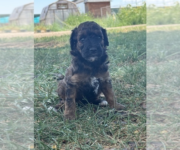 Medium Photo #7 Poodle (Miniature)-Poodle (Standard) Mix Puppy For Sale in LONGMONT, CO, USA