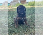 Small #6 Poodle (Miniature)-Poodle (Standard) Mix