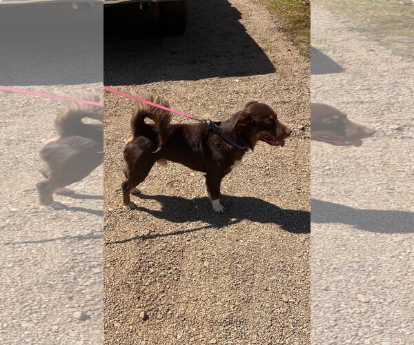 Medium Photo #3 Labrador Retriever-Unknown Mix Puppy For Sale in Blairsville, GA, USA