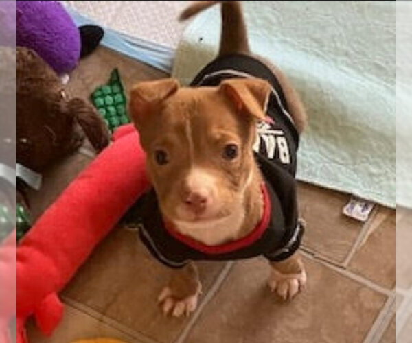 Medium Photo #2 Labrador Retriever-Staffordshire Bull Terrier Mix Puppy For Sale in Lakewood, CO, USA