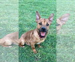 Small #1 Mutt