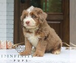 Small #1 Bernedoodle (Miniature)