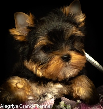 Medium Photo #2 Yorkshire Terrier Puppy For Sale in CULLOWHEE, NC, USA