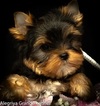 Small Photo #2 Yorkshire Terrier Puppy For Sale in CULLOWHEE, NC, USA