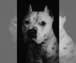 Small #2 American Staffordshire Terrier
