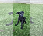 Small #1 Labrador Retriever Mix