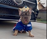 Small #9 French Bulldog